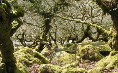 Moss covers boulders and twisted oaks with a carpet of green in Wistman’s Wood.
