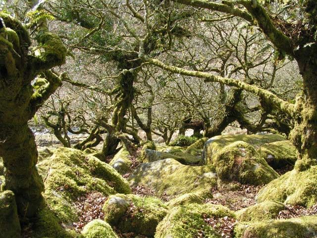 Moss covers boulders and twisted oaks with a carpet of green in Wistman’s Wood.